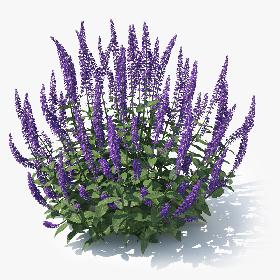 Meadow Sage (Salvia nemorosa)